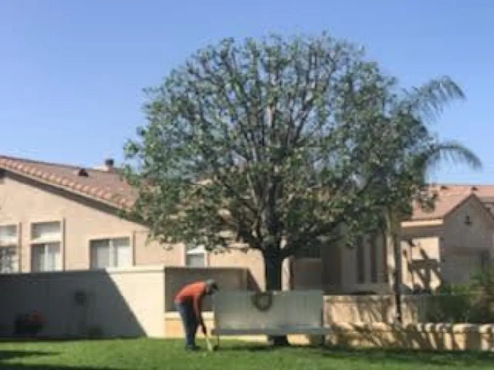 Local outdoor landscaping for year-round maintenance in La Puente, CA by S A Landscaping Services