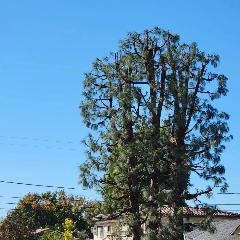 Trusted yard maintenance in La Puente, CA - S A Landscaping Services