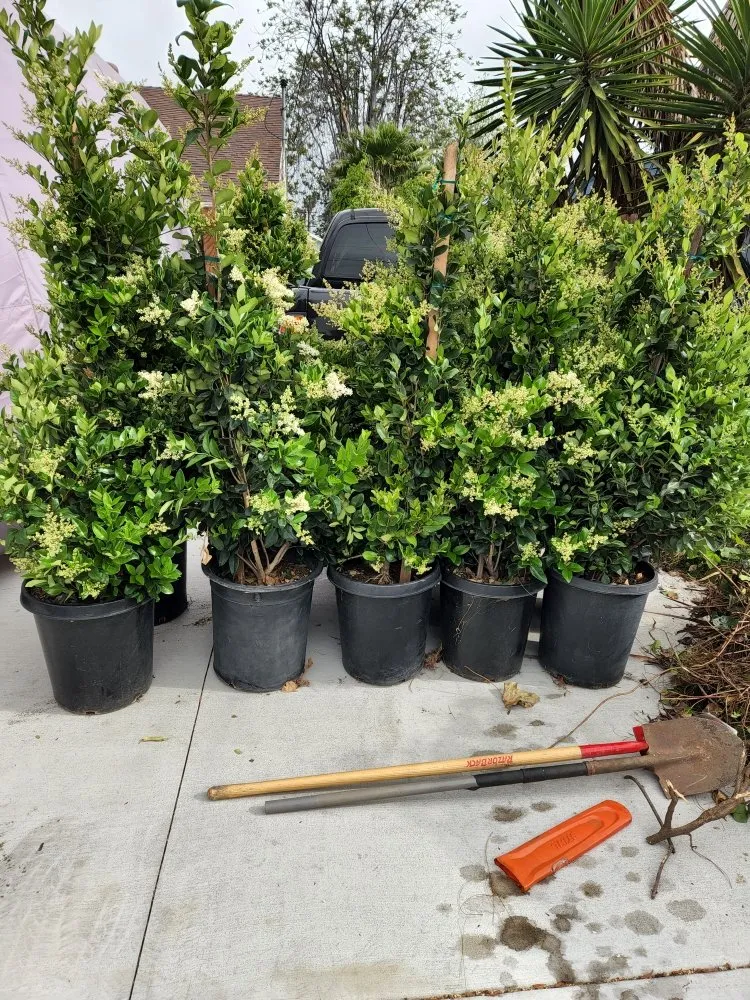 Expert yard cleanup service with custom design across La Puente, CA - S A Landscaping Services