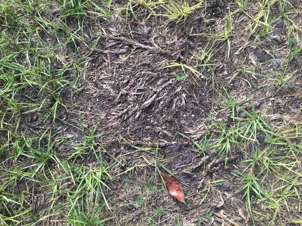 Expert landscape installation in Beverly Hills, FL - S A Sod & Landscaping