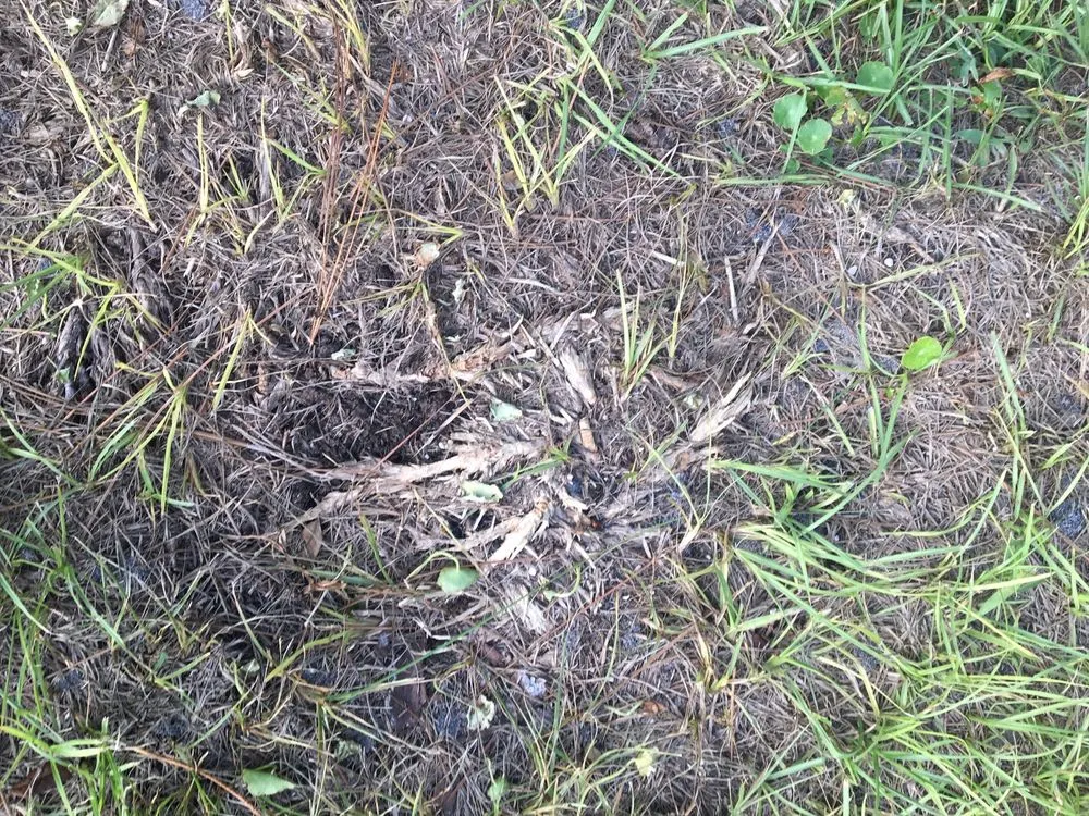 Expert outdoor landscaping experts serving Beverly Hills, FL - S A Sod & Landscaping