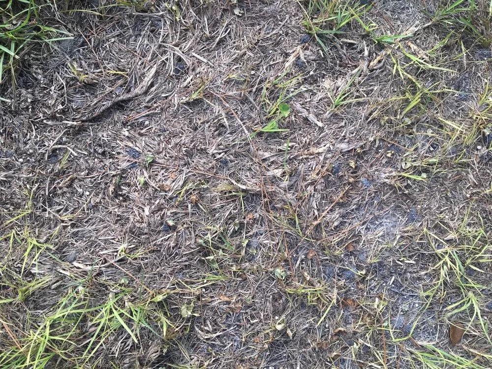 Expert yard cleanup service in Beverly Hills, FL - S A Sod & Landscaping