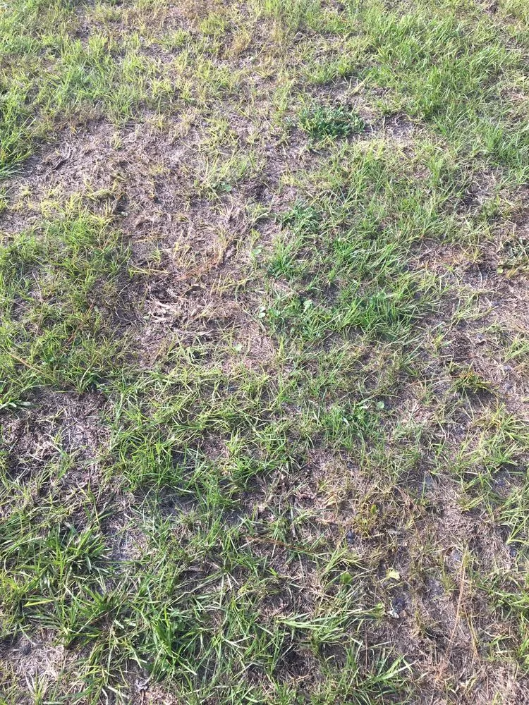 Affordable residential landscaping for residential properties in Beverly Hills, FL by S A Sod & Landscaping