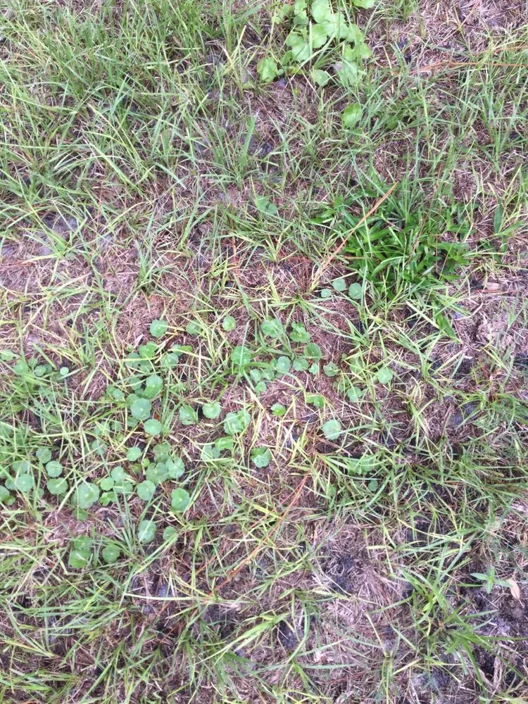 Local lawn care service for outdoor upgrades in Beverly Hills, FL by S A Sod & Landscaping