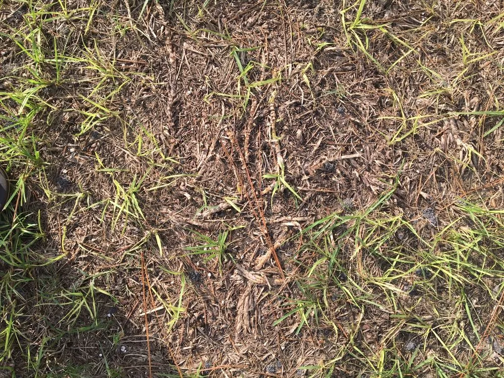 Professional landscape design in Beverly Hills, FL - S A Sod & Landscaping