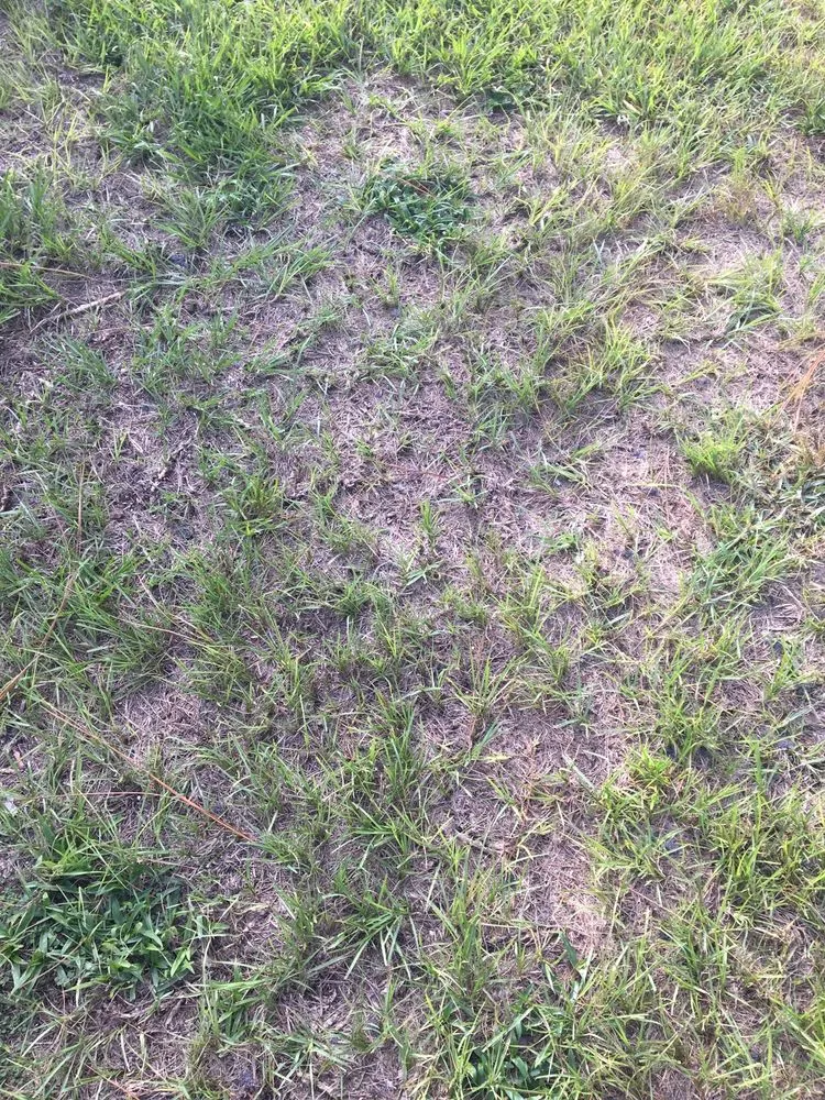 Expert residential landscaping experts serving Beverly Hills, FL - S A Sod & Landscaping