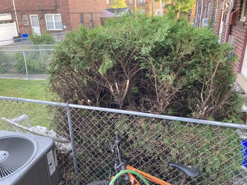Local yard maintenance in Philadelphia, PA - S Grass Cutting