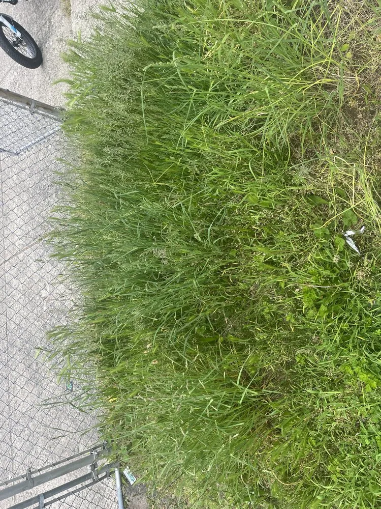 Top-rated lawn care service for homes in Jersey City, NJ by S L G Landscaping