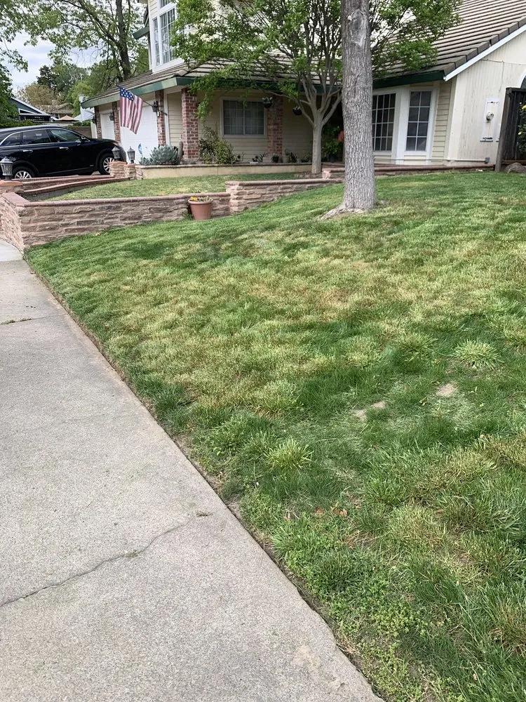Reliable yard cleanup service in Antelope, CA - S Lawn And Wash