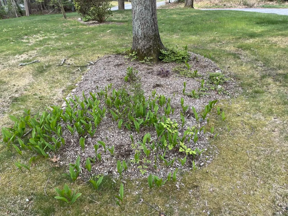 Trusted yard cleanup service in Marstons Mills, MA by S N Everything