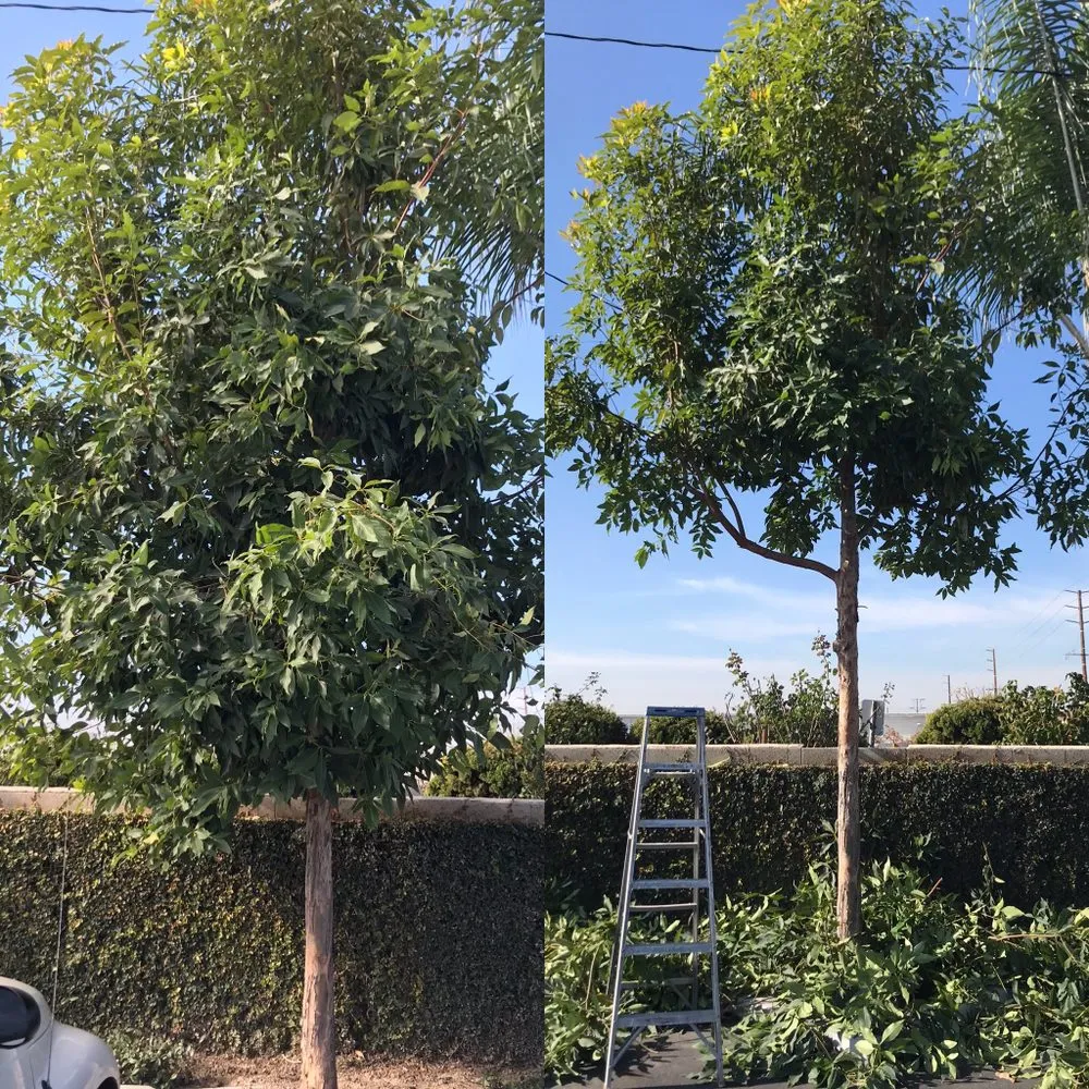 Custom yard cleanup service experts serving Anaheim, CA - S O D Farmers