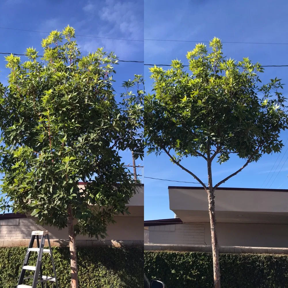 Custom landscape design experts serving Anaheim, CA - S O D Farmers