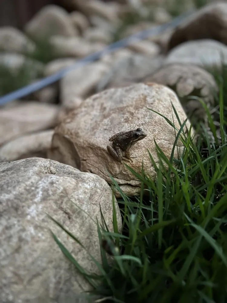 Reliable yard cleanup service in Alpharetta, GA - S O S Job Needs