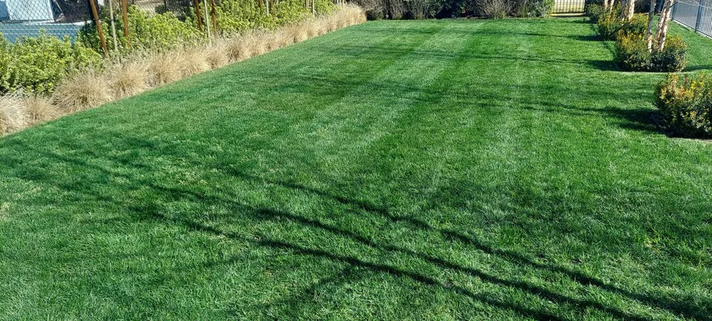 Affordable landscaping services for homes across Selma, CA - S Reyes Lawn Service