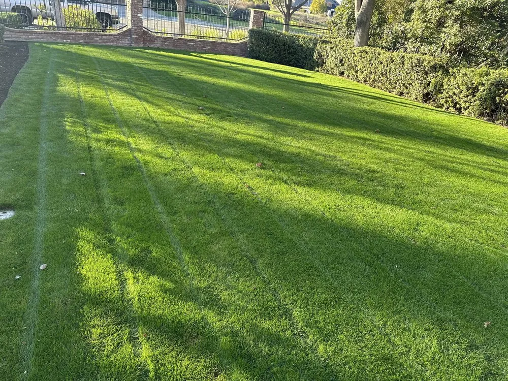 Top-rated residential landscaping in Selma, CA by S Reyes Lawn Service