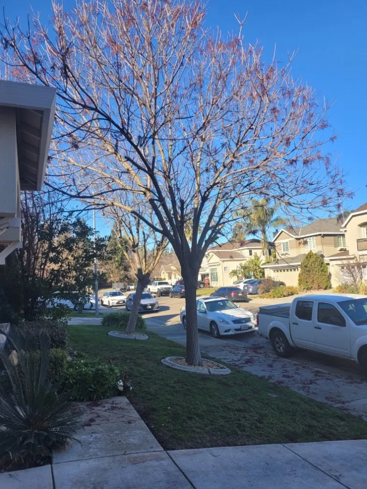 Custom garden landscaping in Tracy, CA - S V Gardening Service