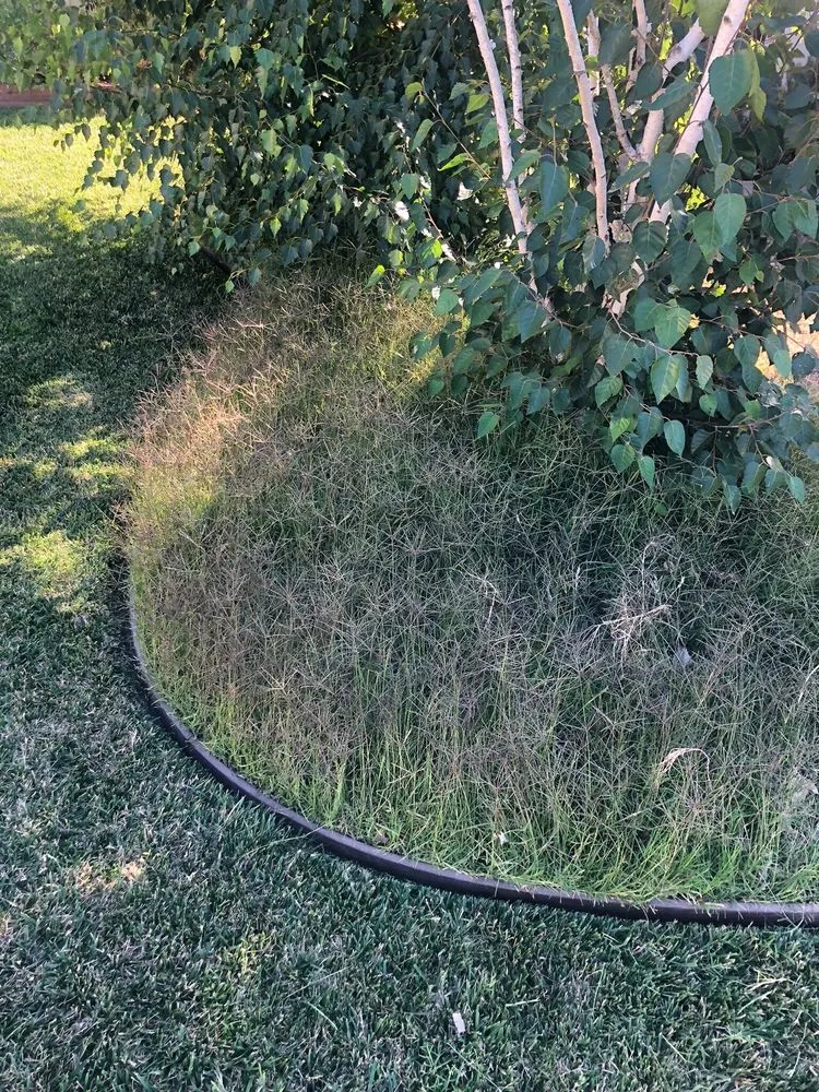 Professional lawn mowing service experts serving Tracy, CA - S V Gardening Service