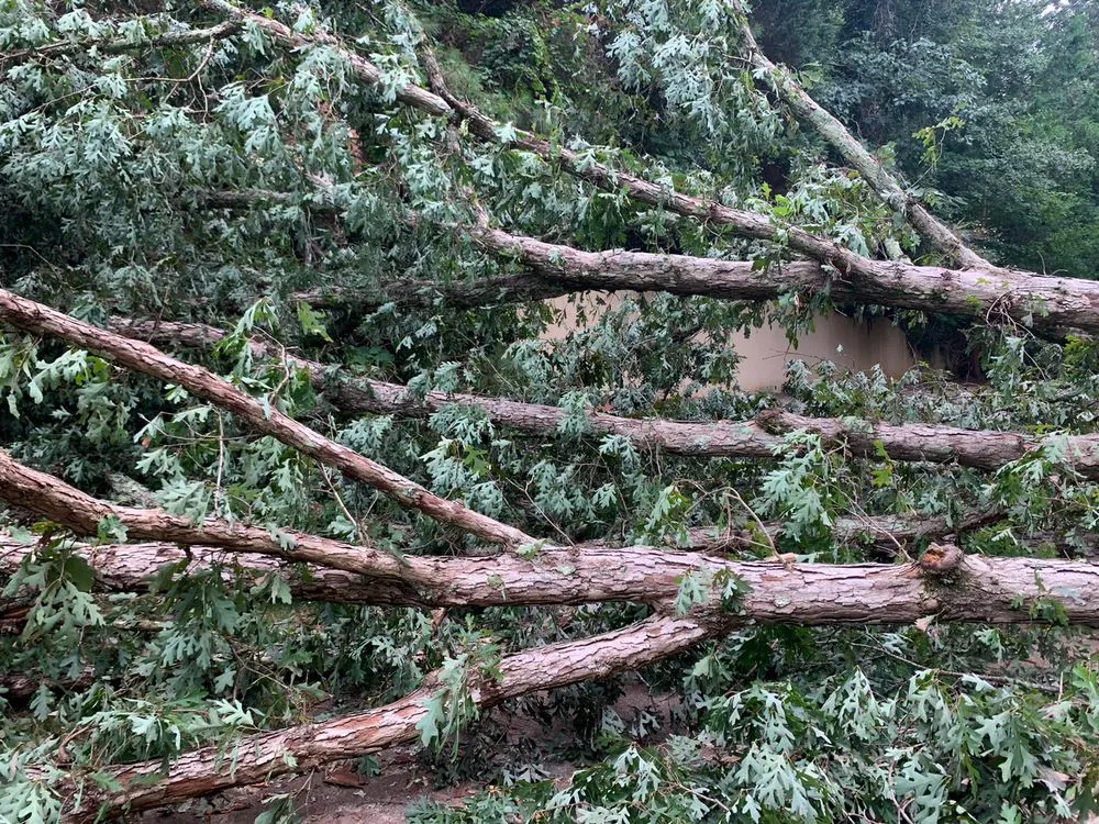 Trusted yard cleanup service in Roswell, GA by SA landcaping