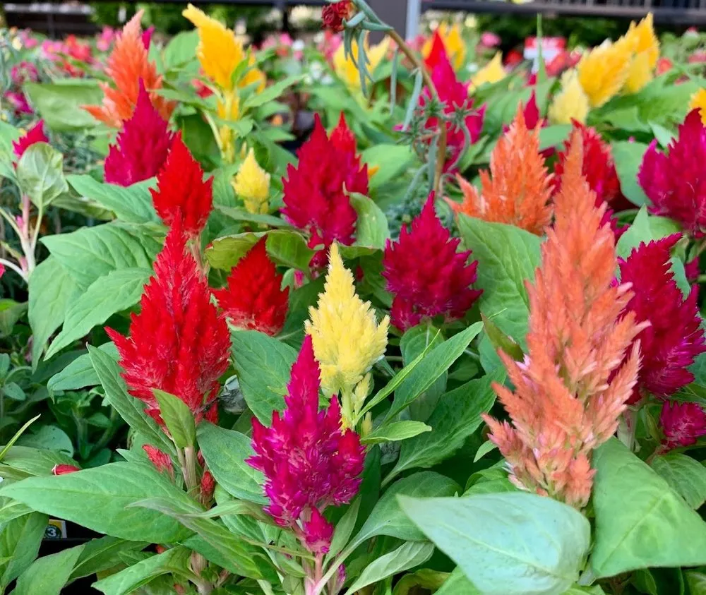 Local residential landscaping in Yorktown, VA by S&A Lawn Care Services