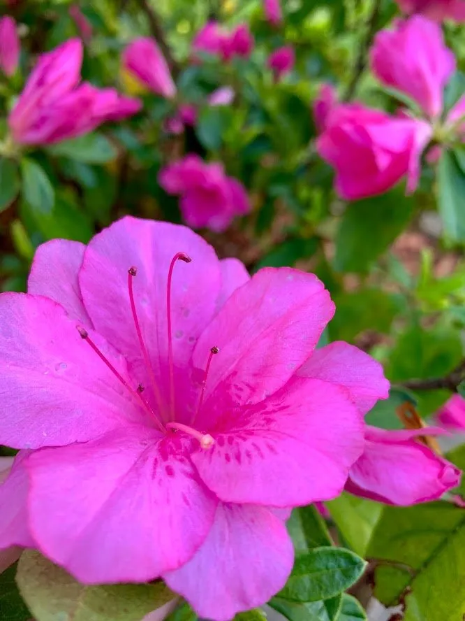 Custom yard maintenance in Yorktown, VA by S&A Lawn Care Services