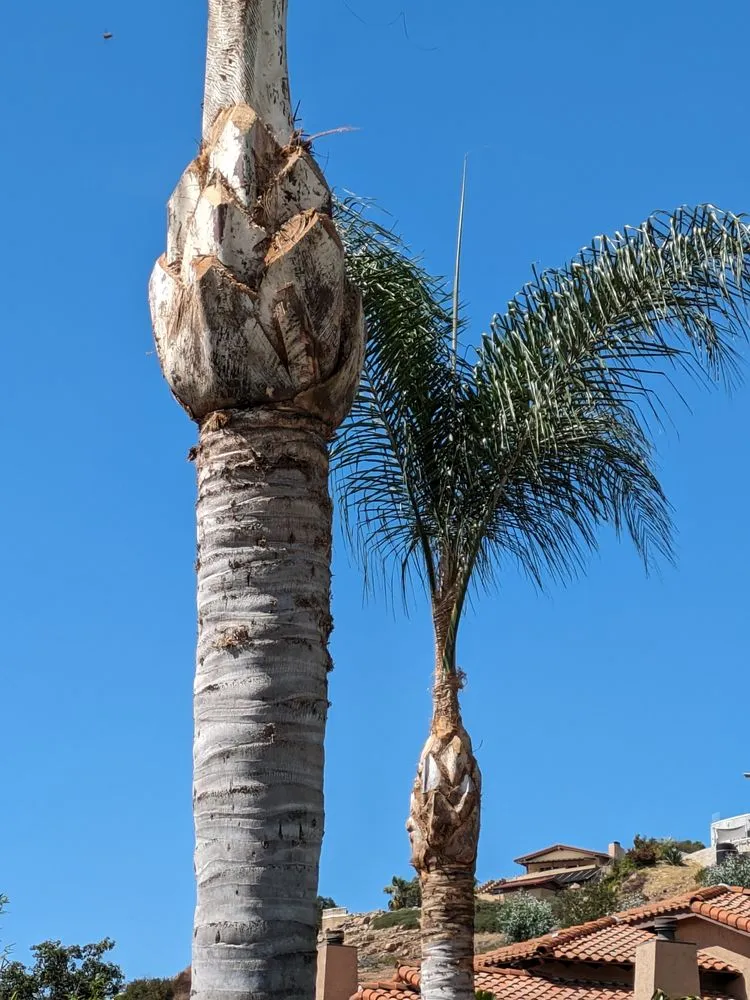 Custom residential landscaping with custom design across Escondido, CA - SA tree care & Maintenance