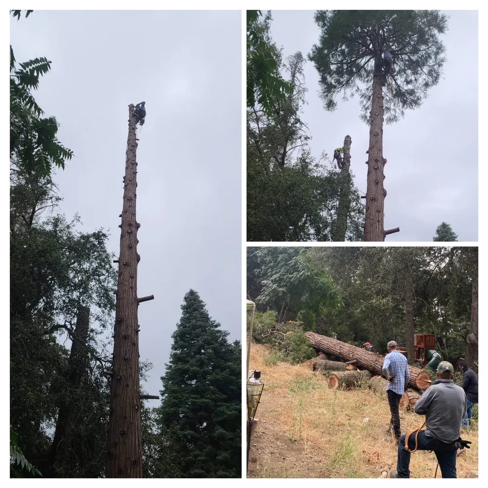 Affordable residential landscaping for beautiful yards in Escondido, CA by SA tree care & Maintenance