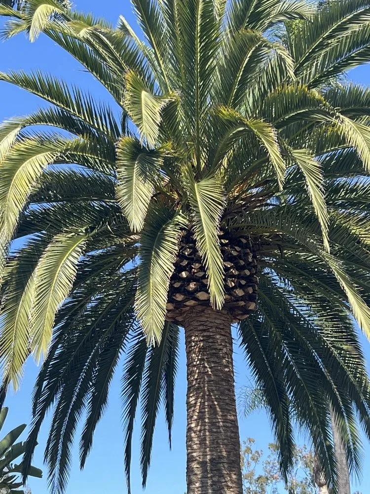 Custom landscape installation for residential properties in Escondido, CA by SA tree care & Maintenance