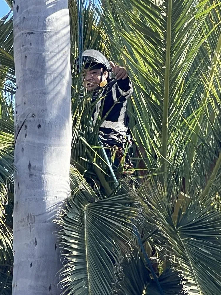 Custom yard maintenance in Escondido, CA by SA tree care & Maintenance