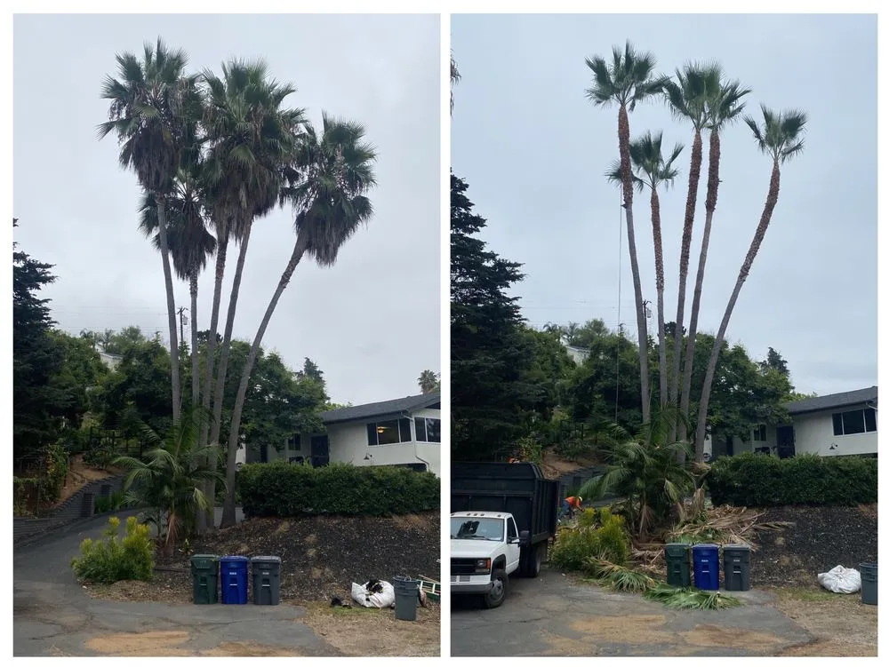 Expert residential landscaping with custom design in Escondido, CA by SA tree care & Maintenance