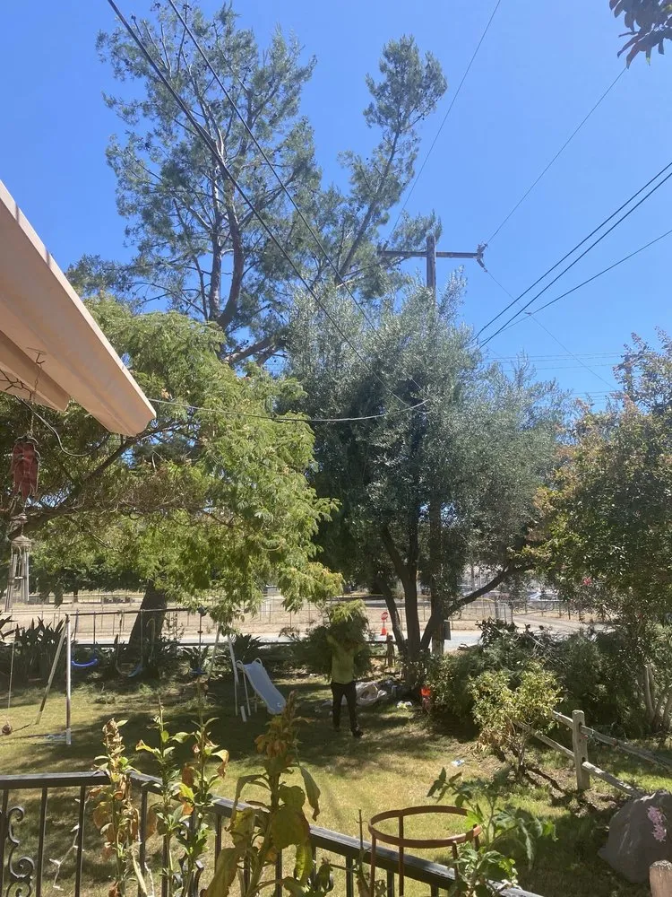 Trusted landscape installation in Escondido, CA - SA tree care & Maintenance