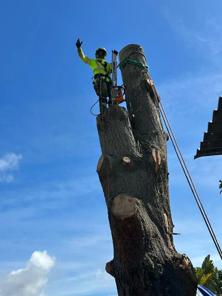 Reliable residential landscaping near you in Escondido, CA by SA tree care & Maintenance