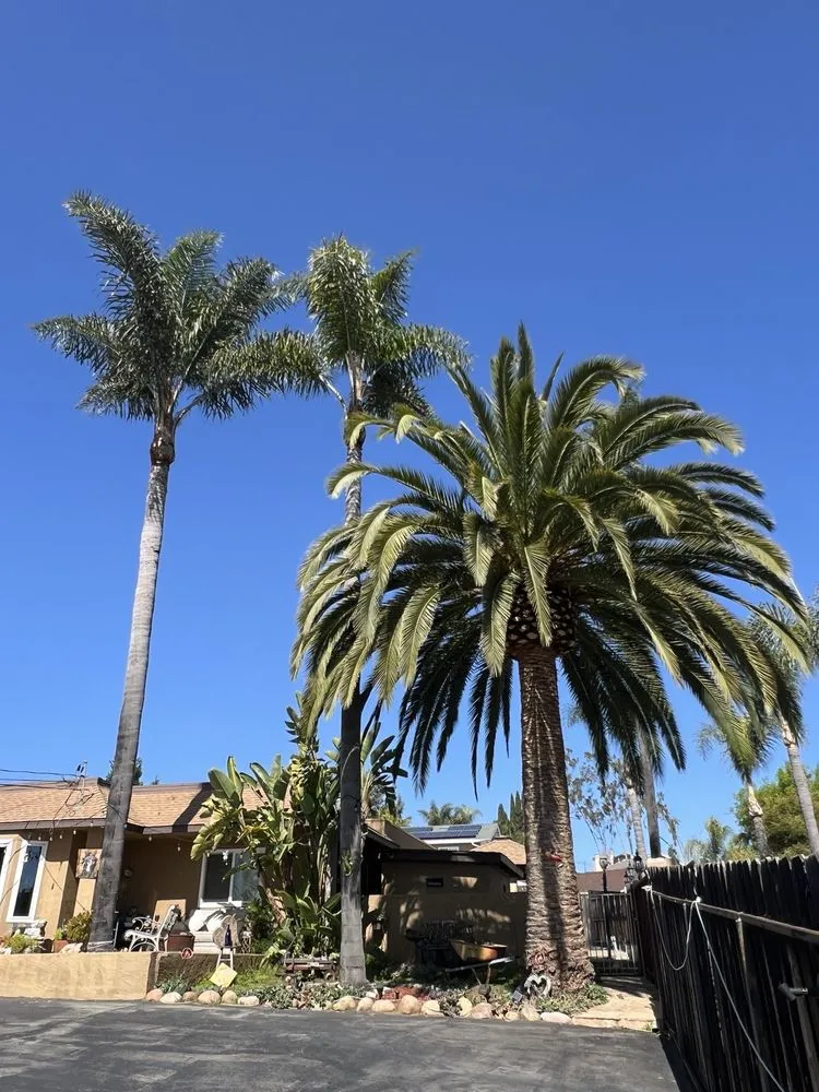 Expert yard maintenance for outdoor upgrades in Escondido, CA by SA tree care & Maintenance
