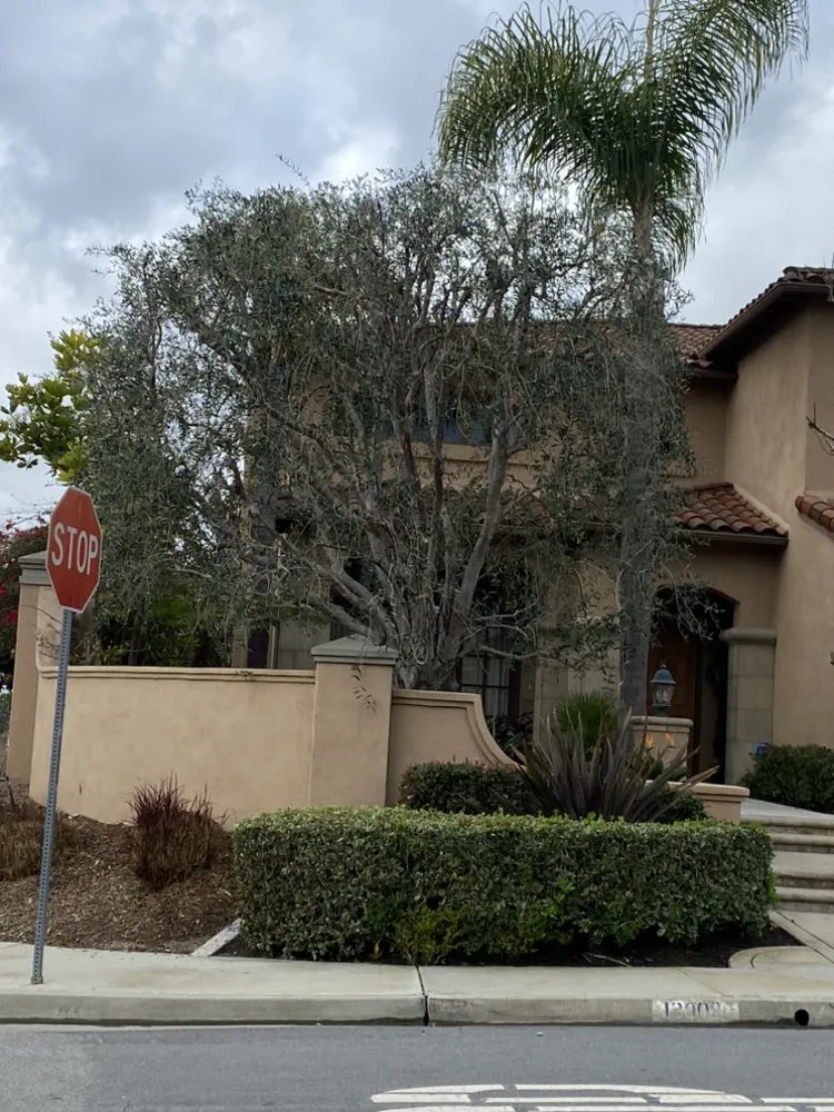 Local yard maintenance in Escondido, CA by SA tree care & Maintenance