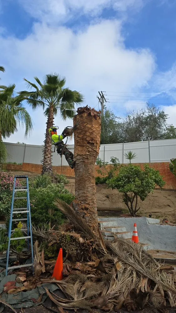 Local landscape installation experts serving Escondido, CA - SA tree care & Maintenance