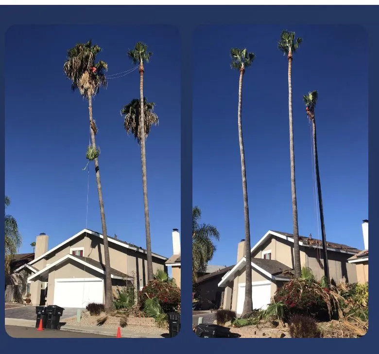 Reliable garden landscaping experts serving Escondido, CA - SA tree care & Maintenance