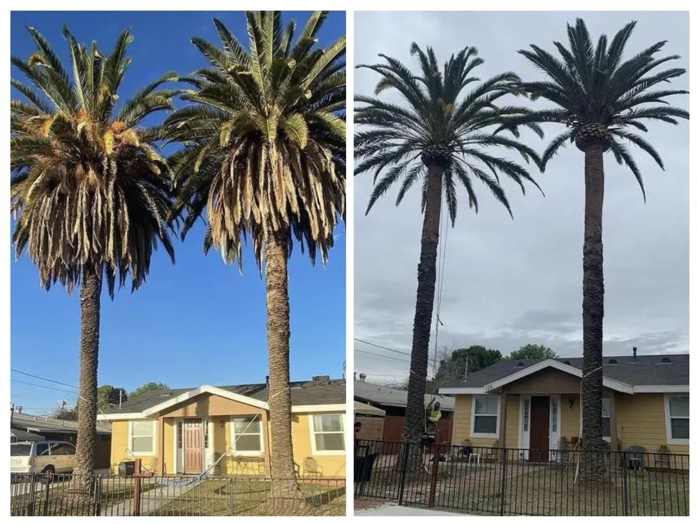 Trusted garden landscaping for homes across Escondido, CA - SA tree care & Maintenance