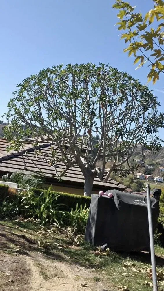 Professional lawn mowing service experts serving Escondido, CA - SA tree care & Maintenance