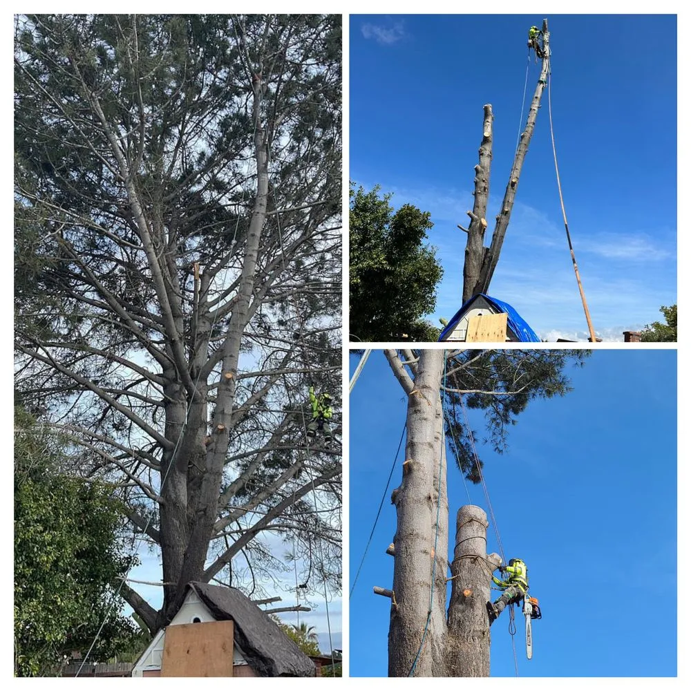 Top-rated lawn care service for year-round maintenance in Escondido, CA by SA tree care & Maintenance