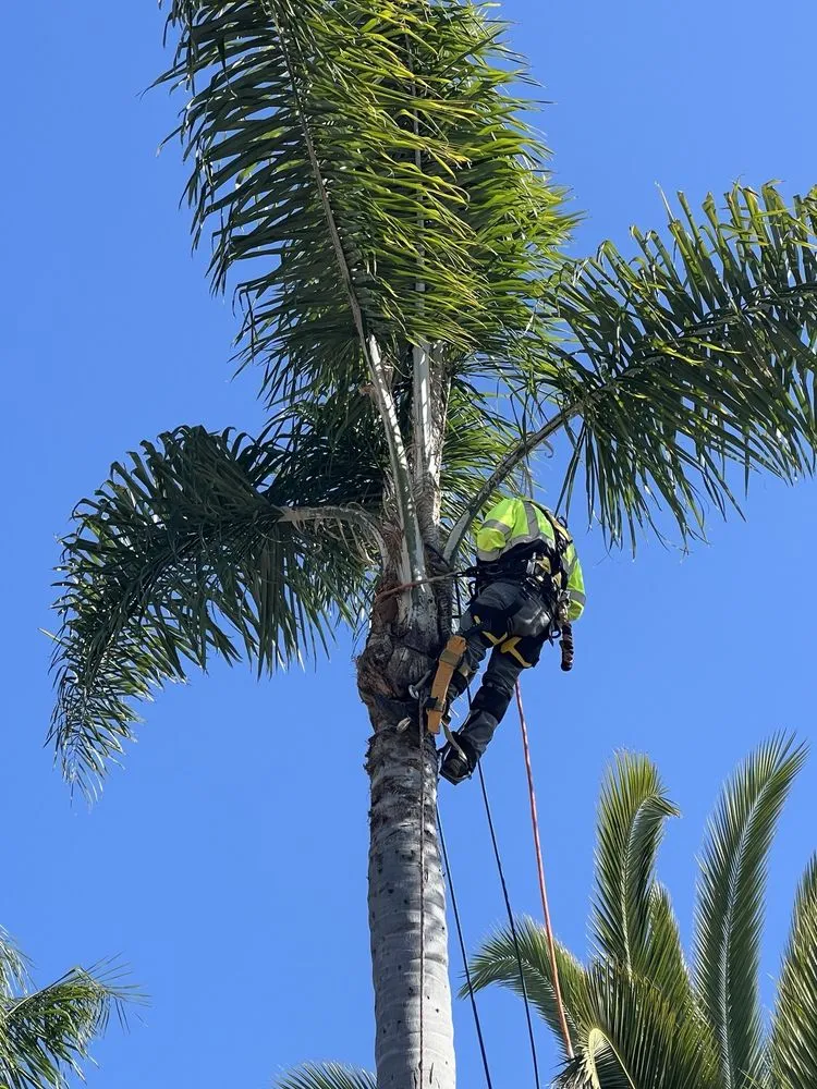 Custom outdoor landscaping in Escondido, CA - SA tree care & Maintenance