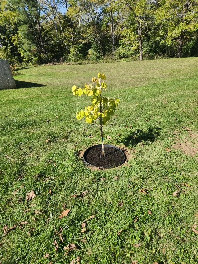 Reliable lawn mowing service for homes in Bloomington, IN by Saac Of All Trades