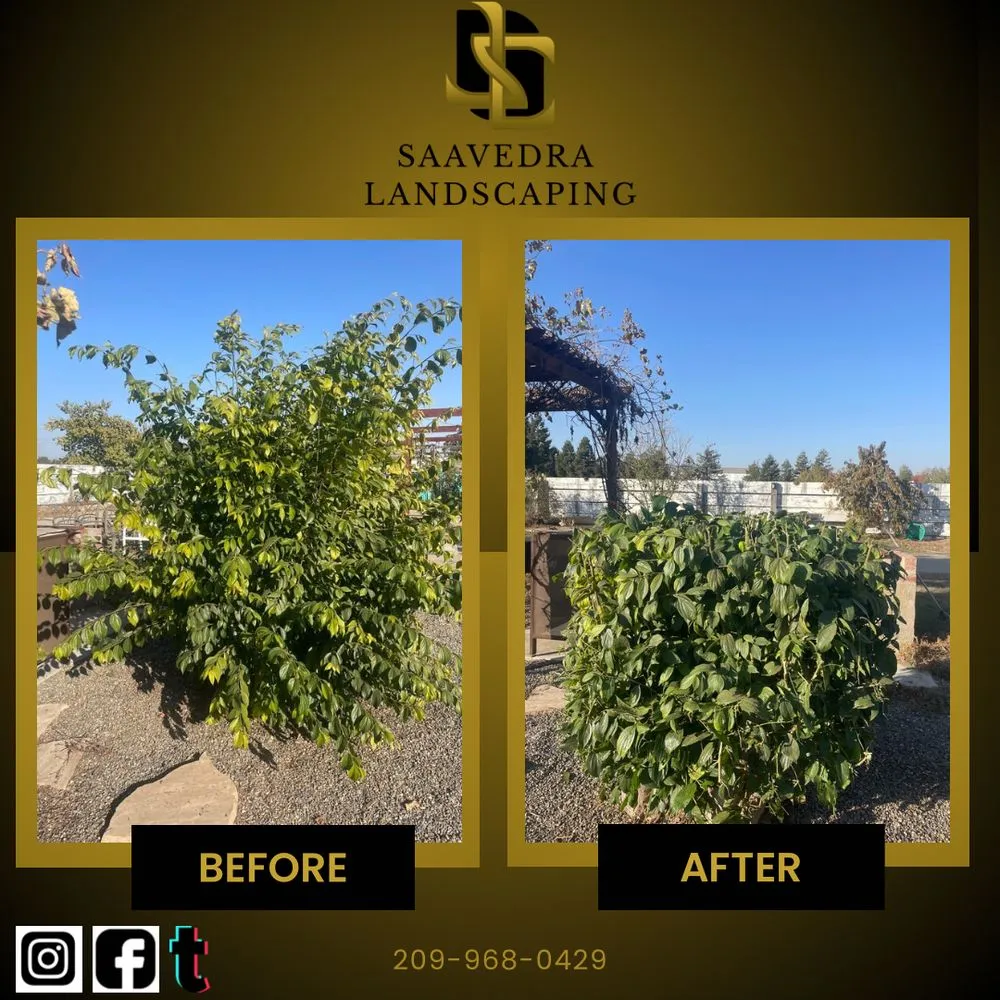 Expert garden landscaping for homes in Modesto, CA by Saavedra Landscaping