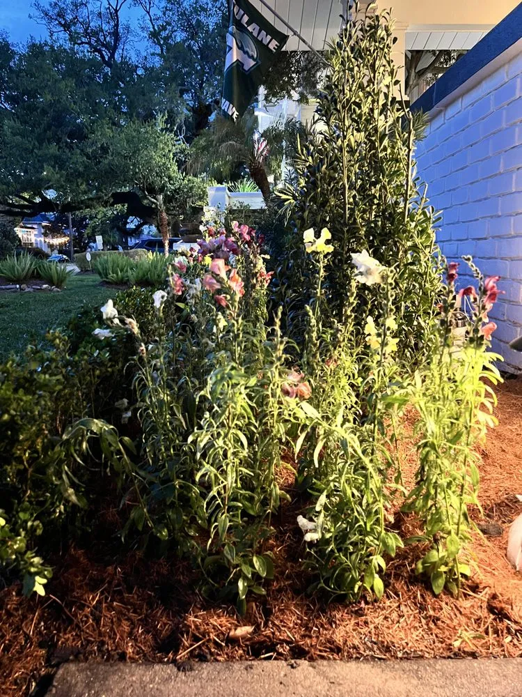 Affordable lawn care service in New Orleans, LA - Sabat landscaping