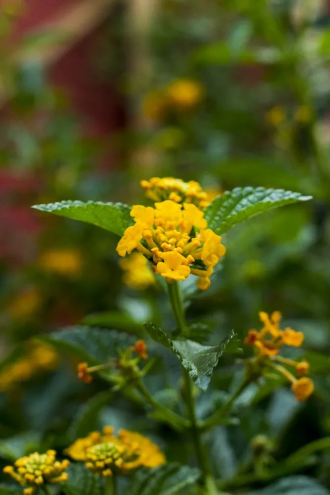 Custom garden landscaping experts serving El Paso, TX - Sabina Signature Landscapes