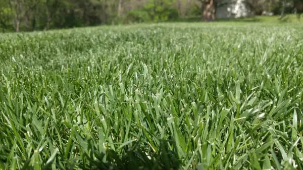 Sabol Lawn Care Logo