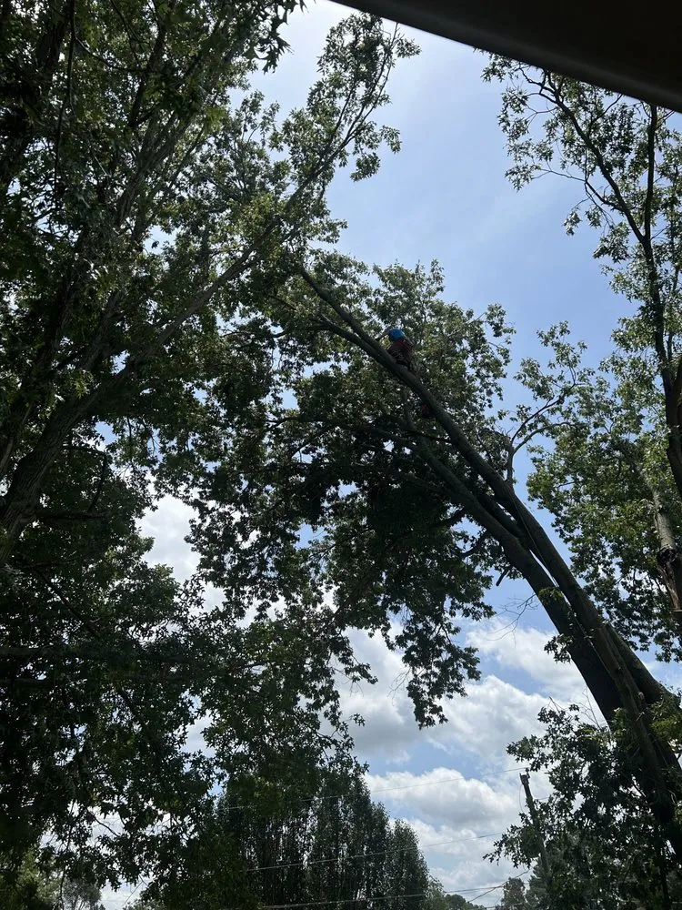 Reliable landscape design experts serving Huntsville, AL - Sabree Tree And Lawn Service