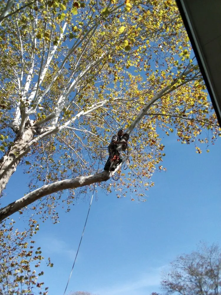 Affordable garden landscaping experts serving Huntsville, AL - Sabree Tree And Lawn Service