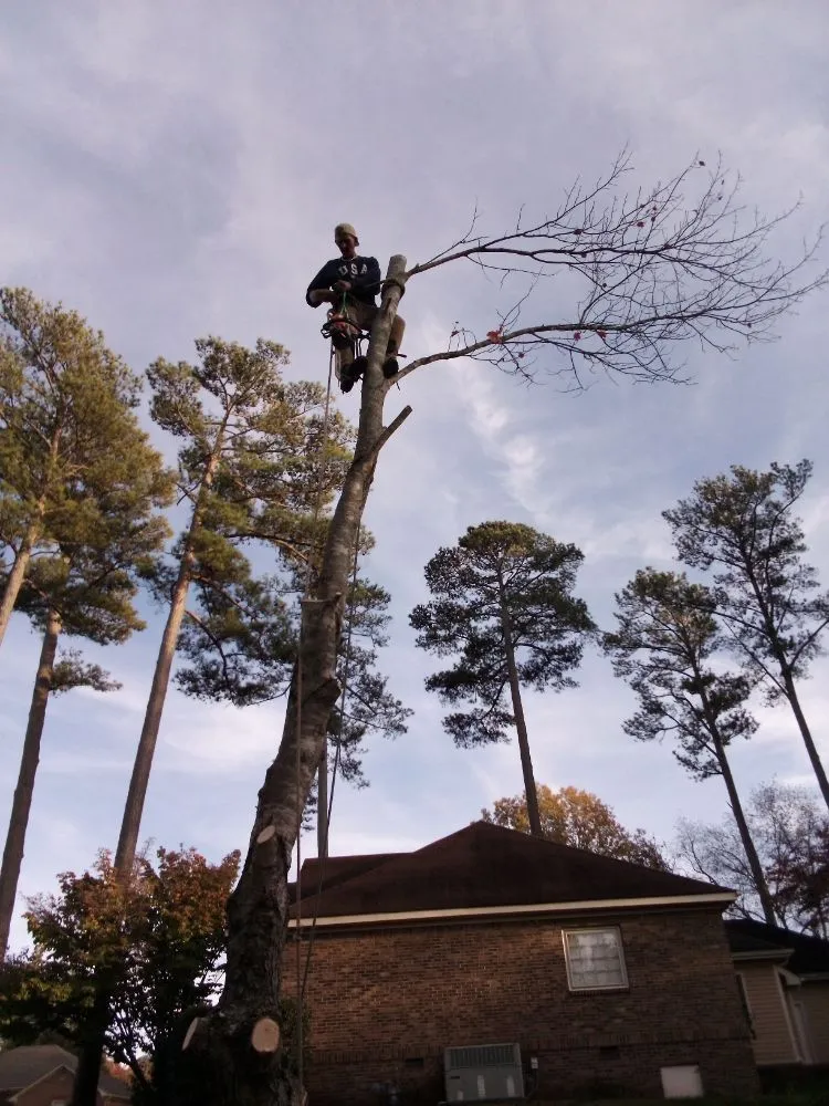 Affordable landscape installation for year-round maintenance across Huntsville, AL - Sabree Tree And Lawn Service