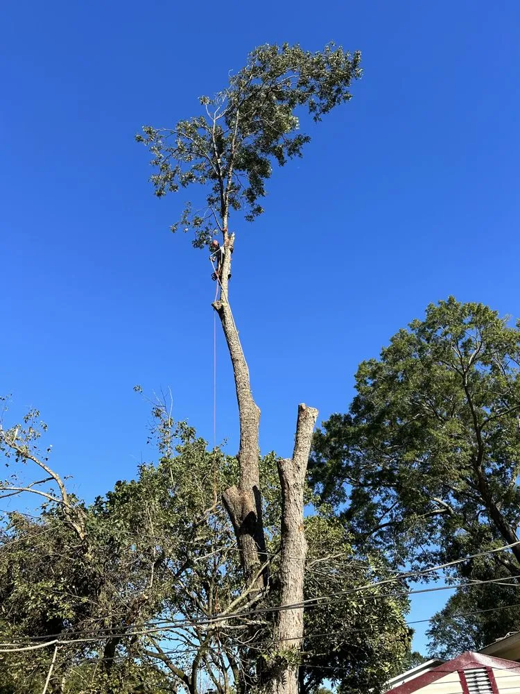 Trusted landscaping services for year-round maintenance across Huntsville, AL - Sabree Tree And Lawn Service