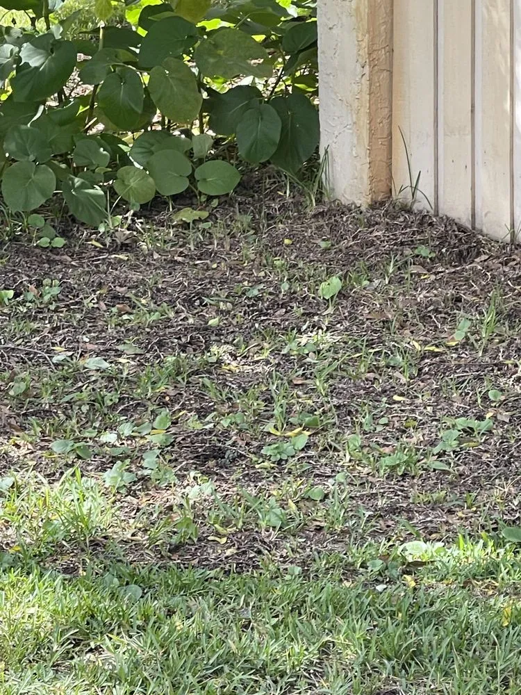 Custom outdoor landscaping in Orlando, FL by Sacca Exterior Solutions