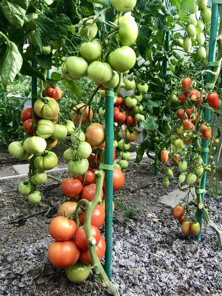 Custom garden landscaping experts serving Sacramento, CA - Sacramento Vegetable Garden Specialty